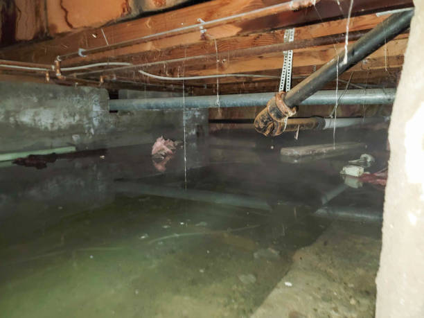 Best Flooded house restoration  in Lavaca, AR